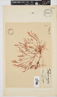 Rhabdonia natalensis image