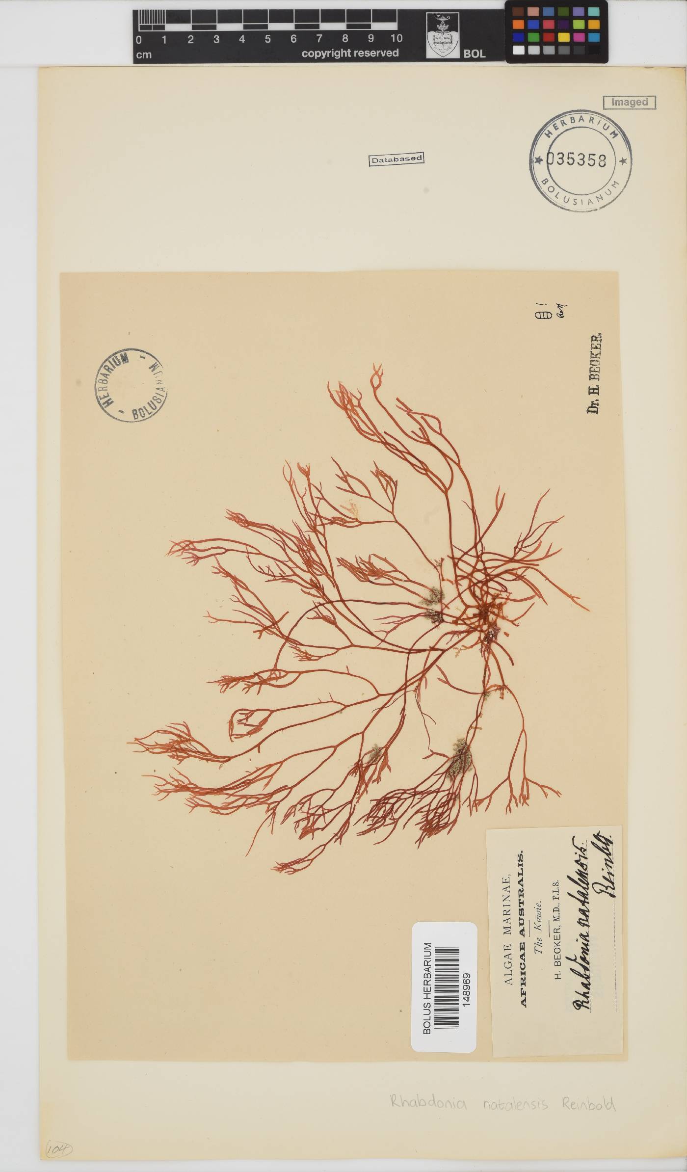 Rhabdonia natalensis image