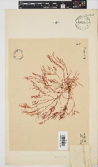 Rhabdonia natalensis image