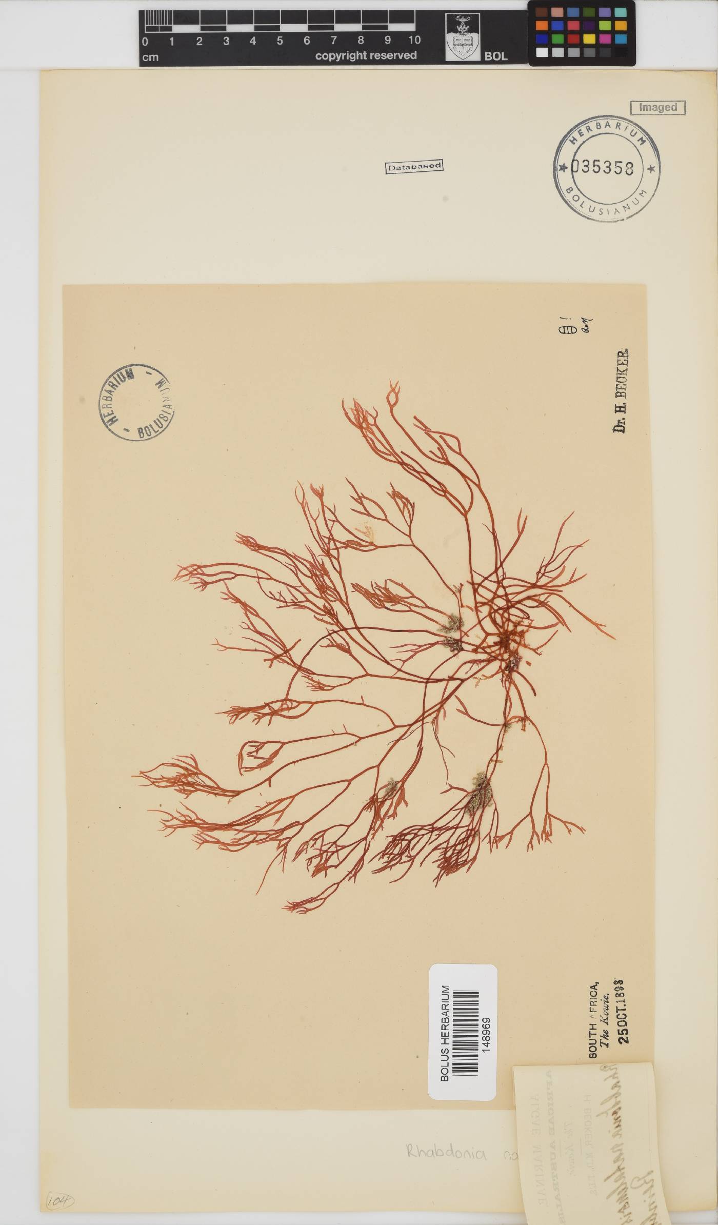 Rhabdonia natalensis image