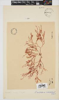 Rhabdonia natalensis image