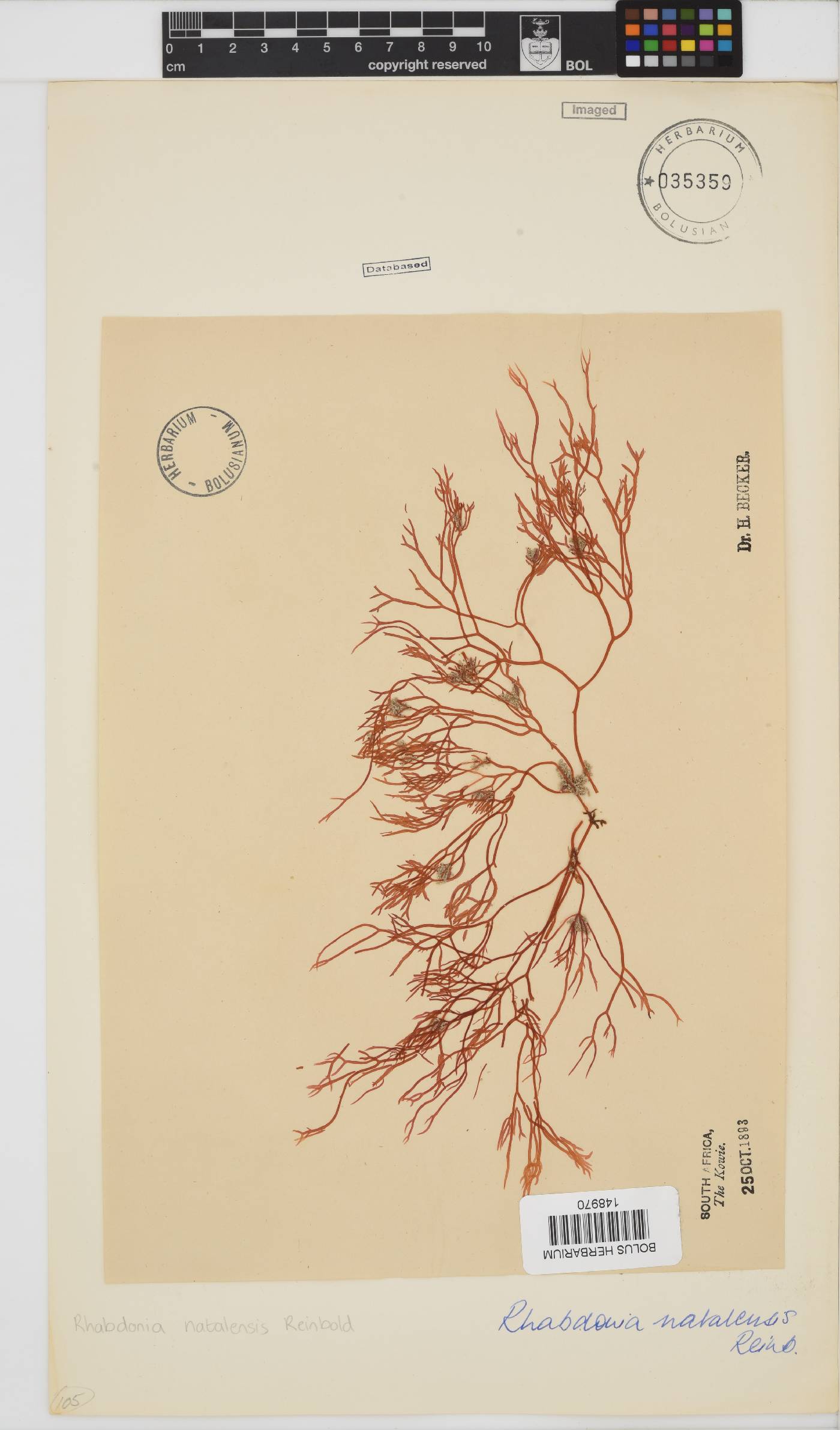 Rhabdonia natalensis image