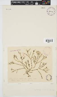 Rhabdonia natalensis image