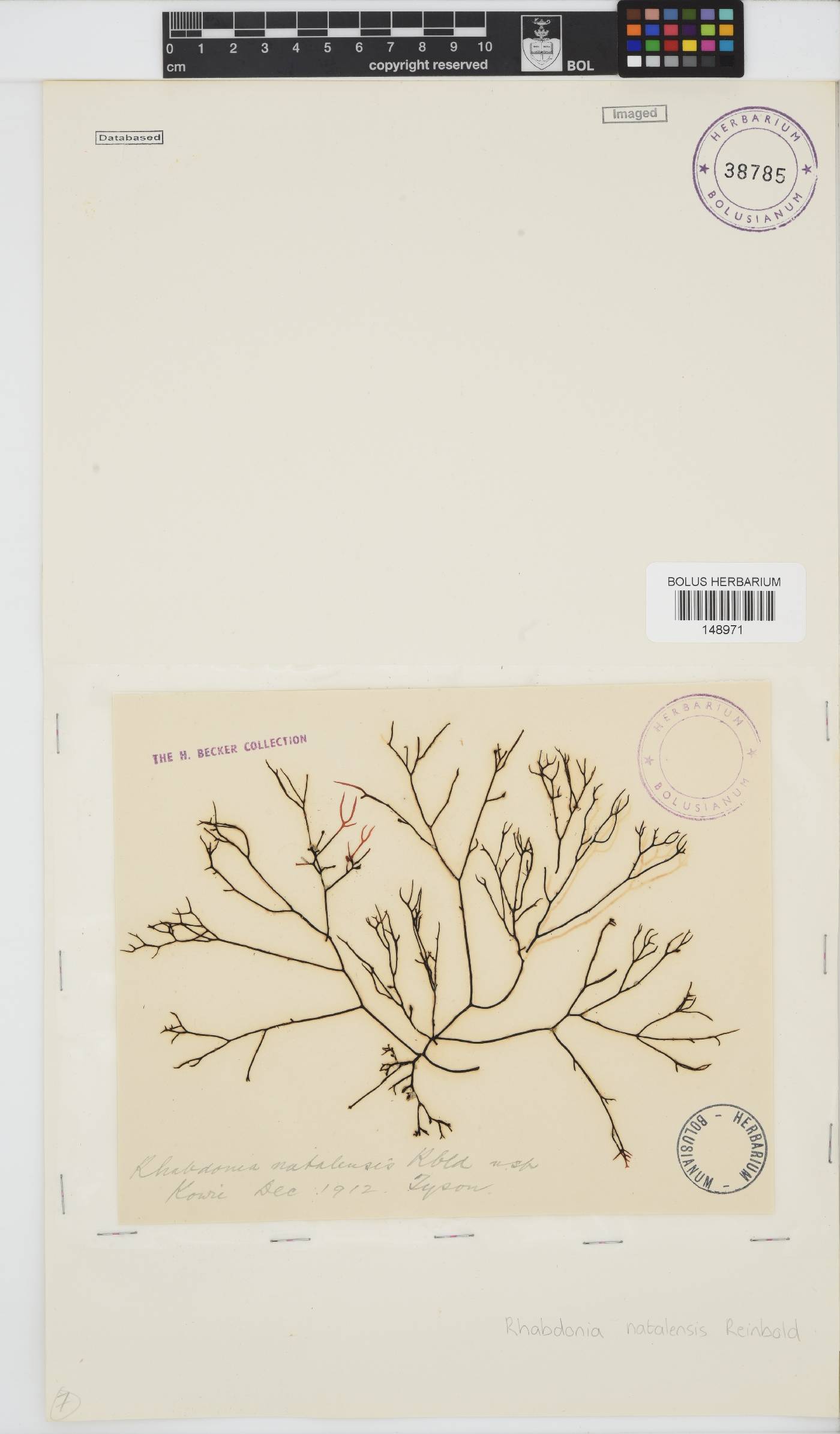 Rhabdonia natalensis image