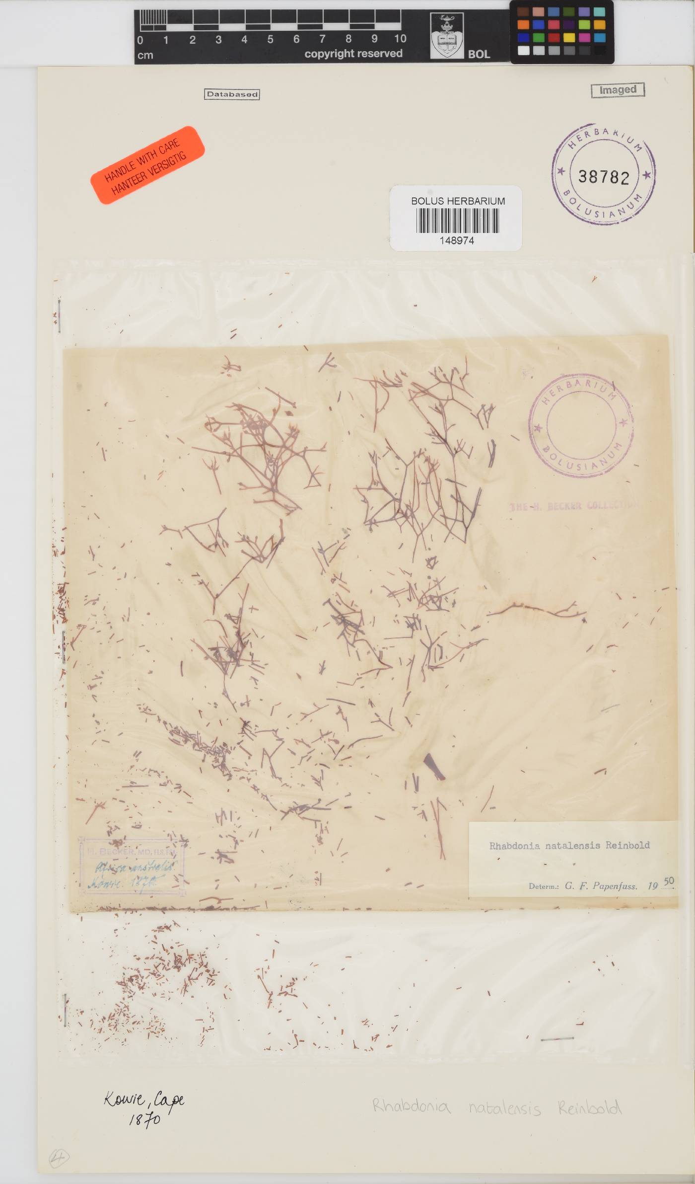 Areschougiaceae image