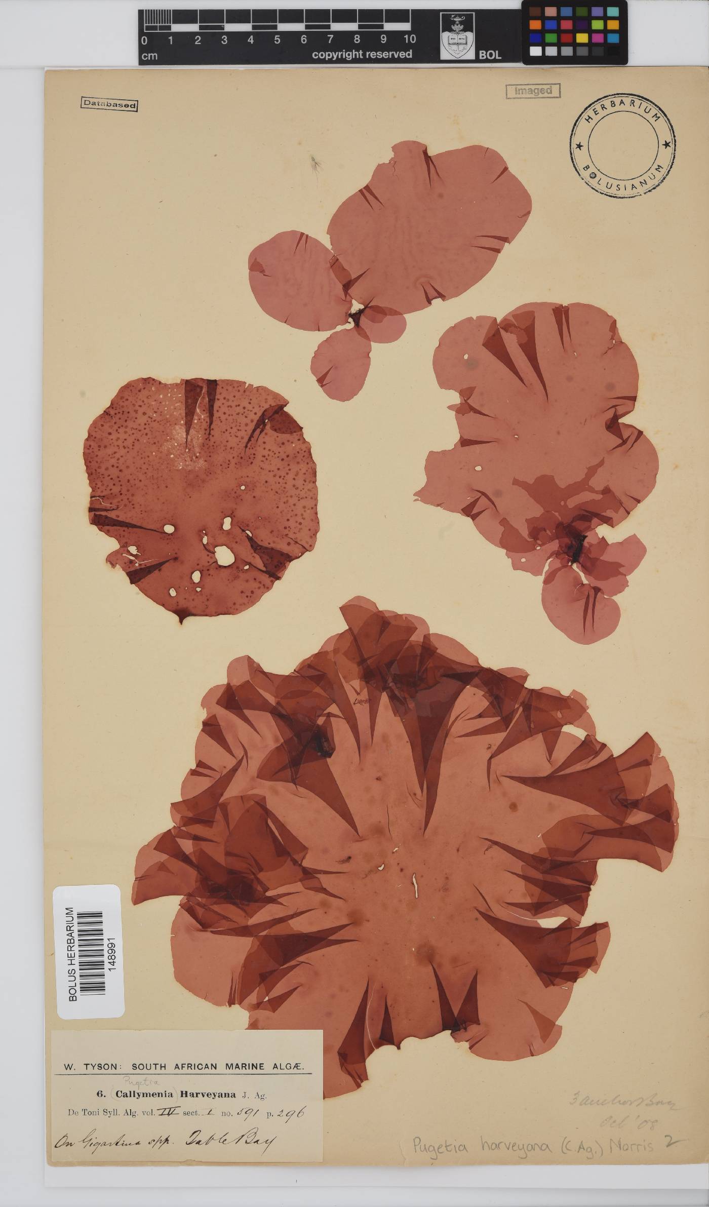 Polycoelia image