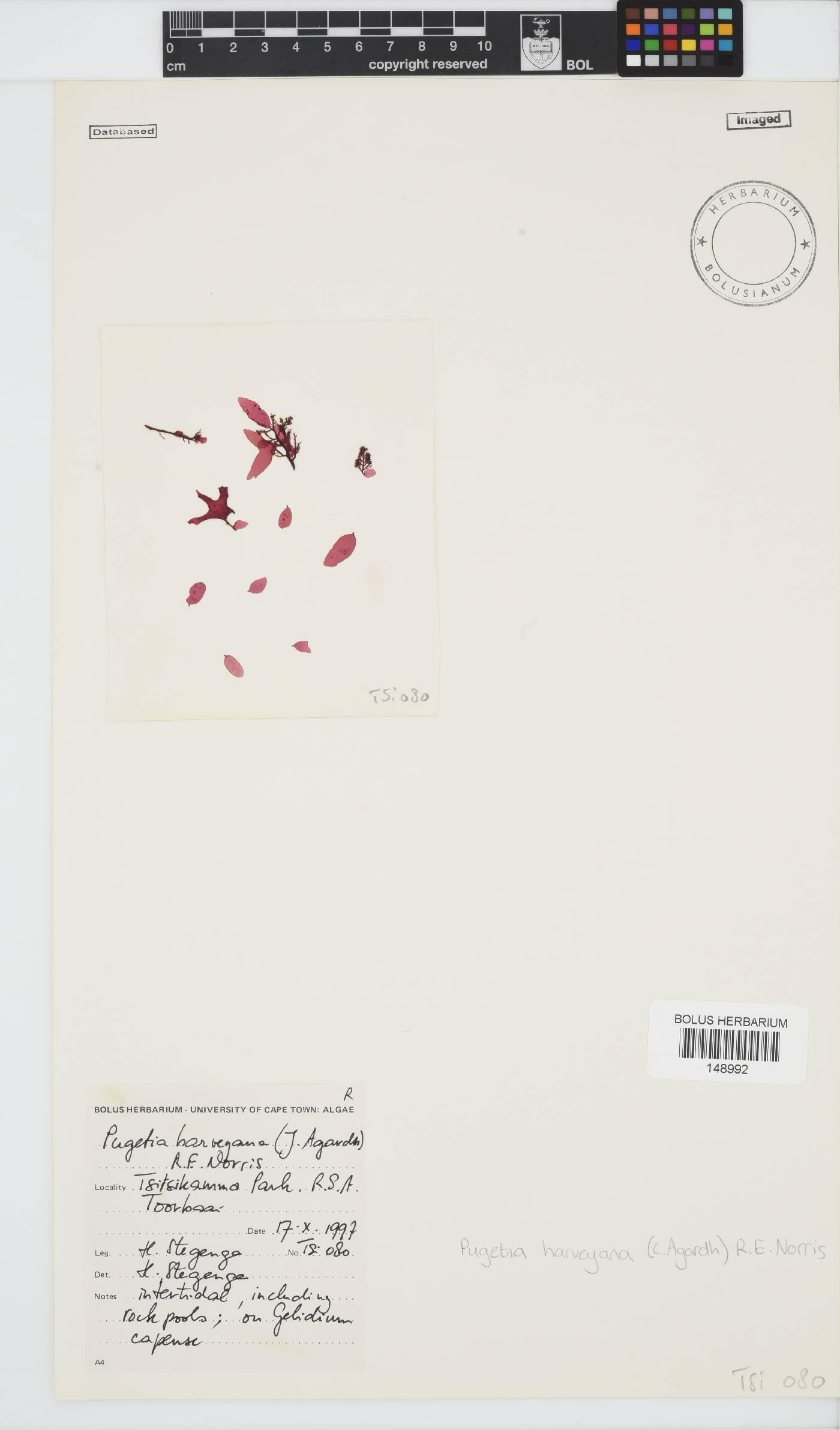 Polycoelia harveyana image