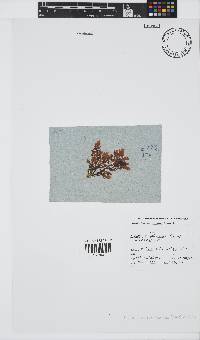 Laurencia complanata image