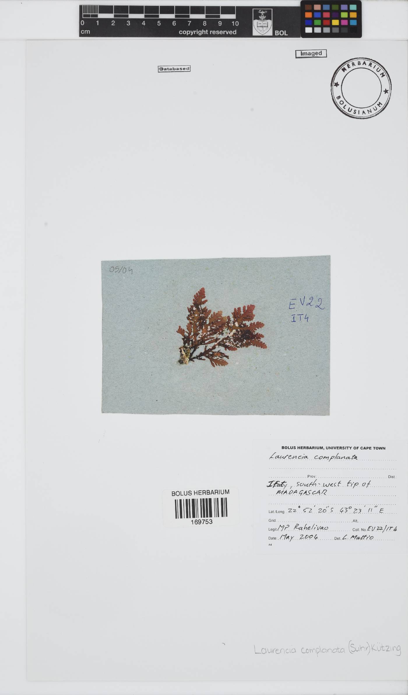 Laurencia complanata image