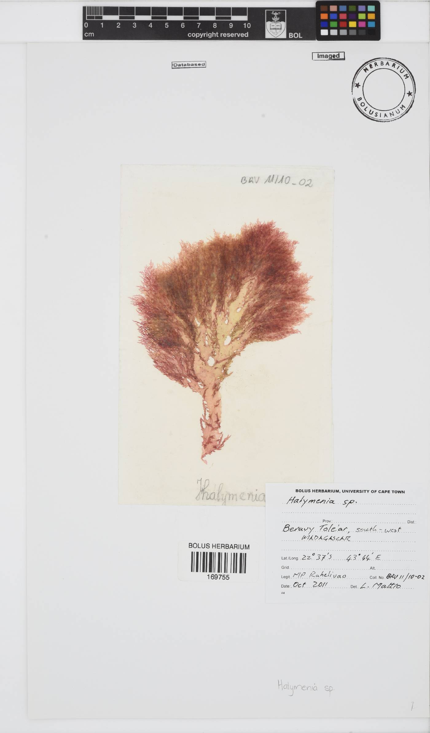 Halymenia image