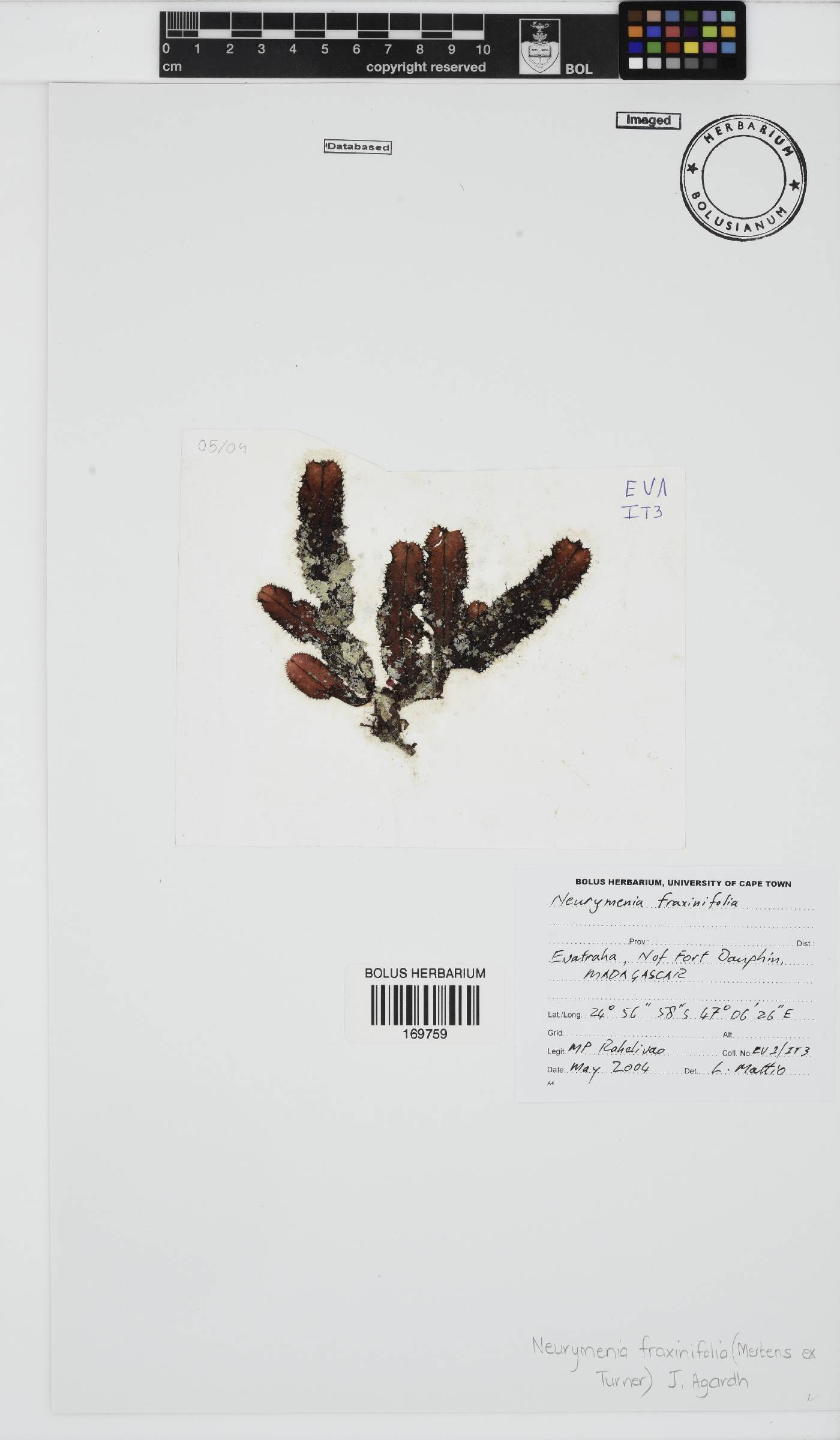 Neurymenia fraxinifolia image