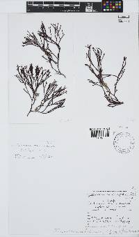 Dichotomaria hommersandii image