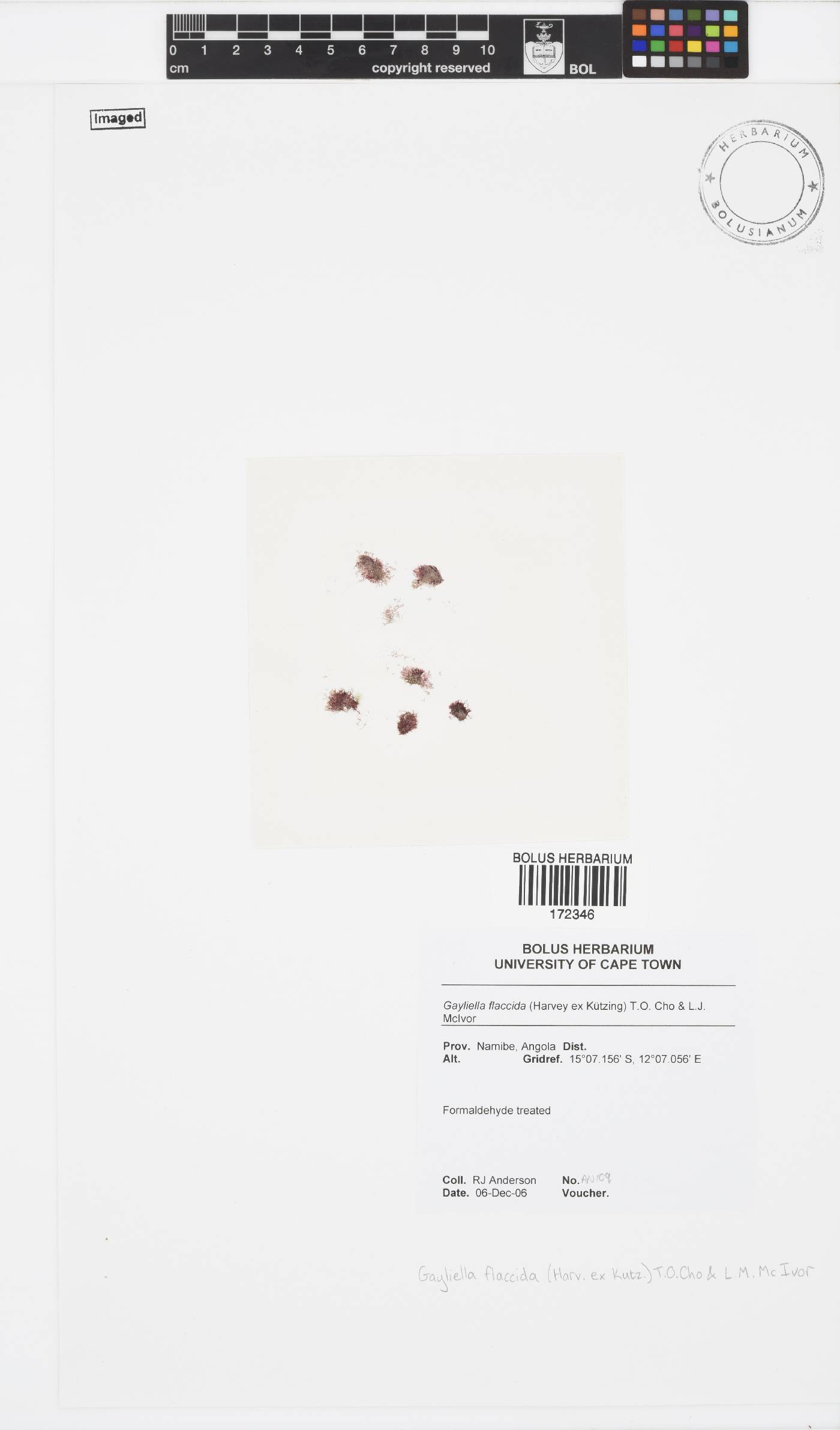 Gayliella flaccida image