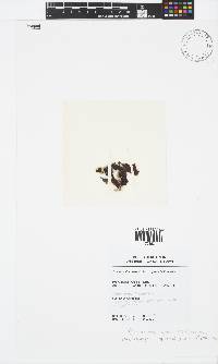 Sonderophycus capensis image