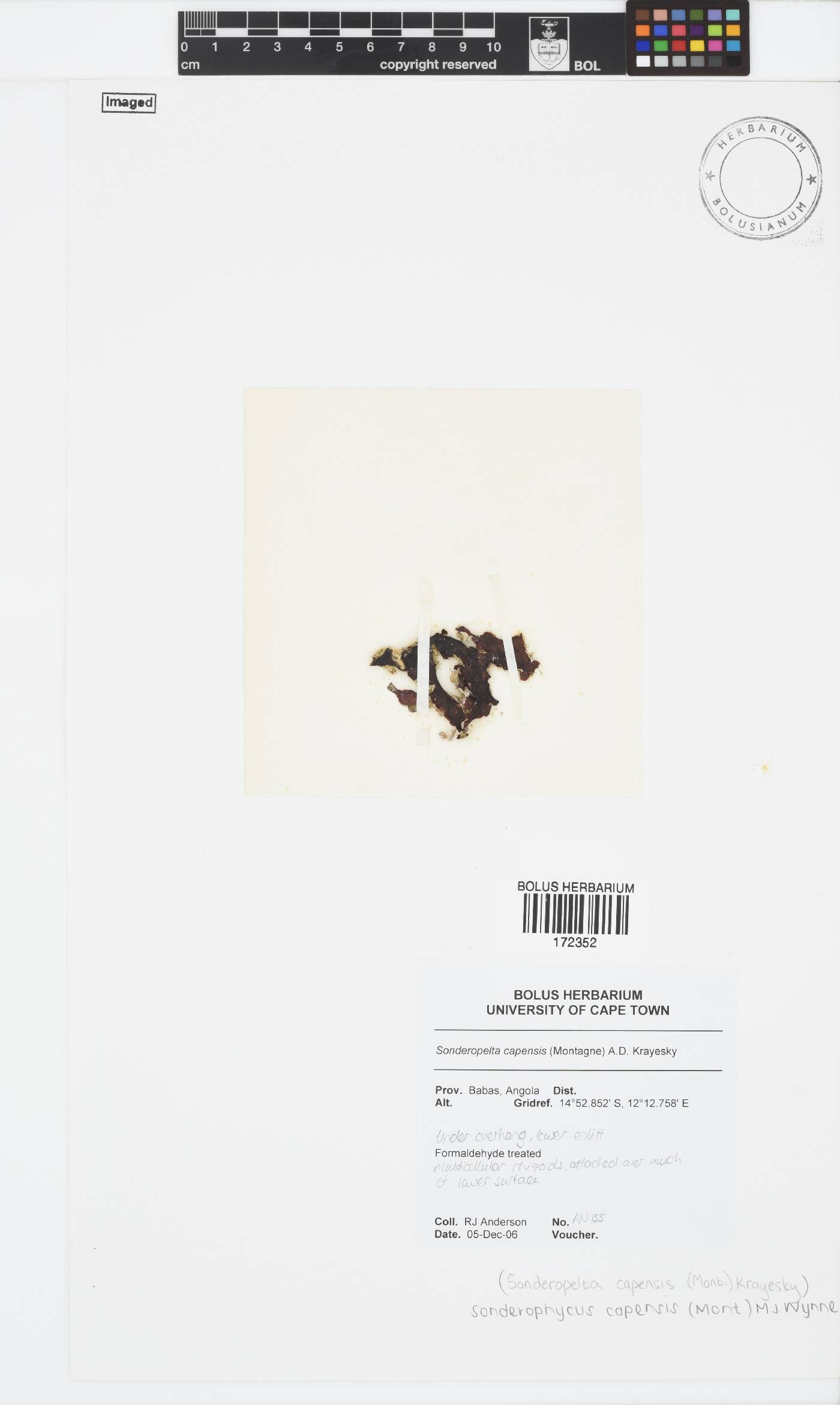 Sonderophycus capensis image