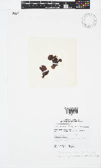 Sonderophycus capensis image