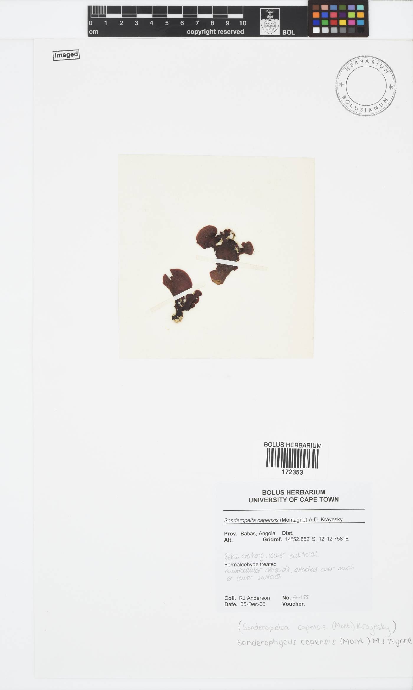 Sonderophycus capensis image