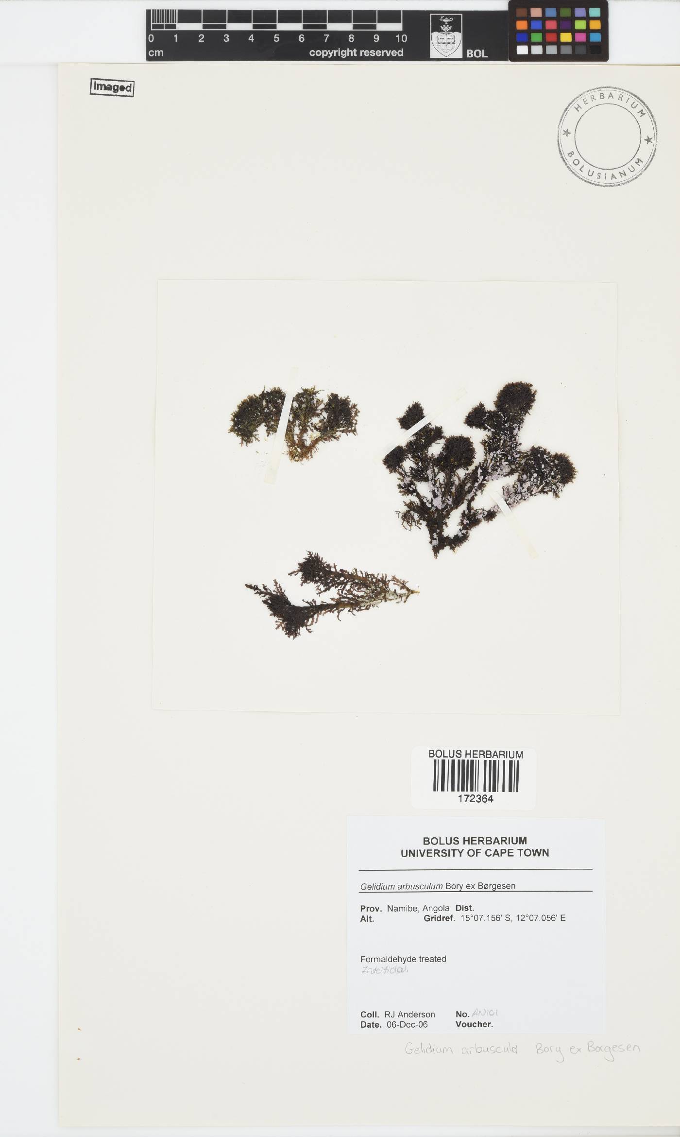 Gelidium arbuscula image