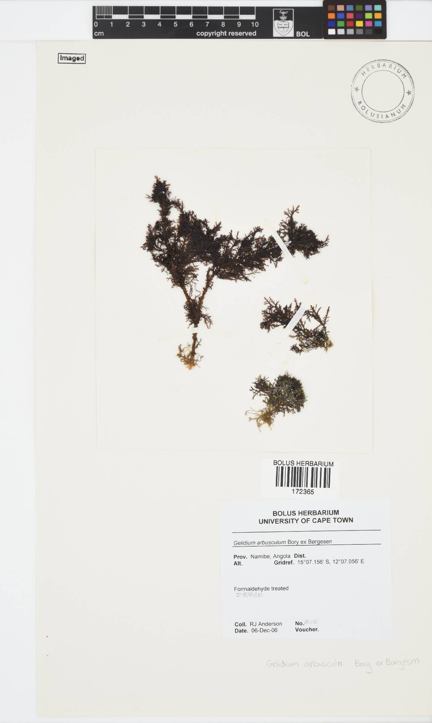 Gelidium arbuscula image