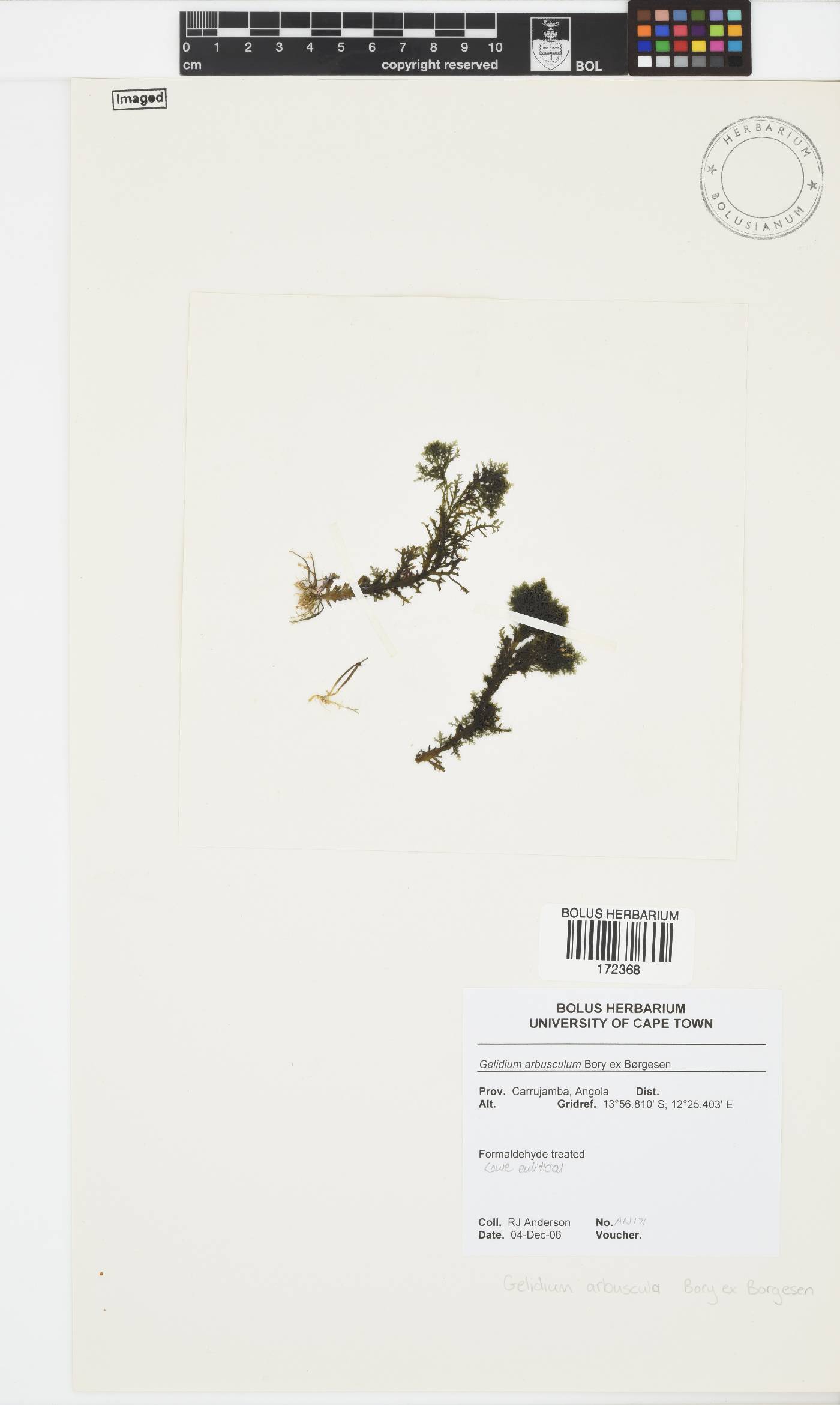 Gelidium arbuscula image