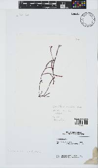 Gracilaria aculeata image