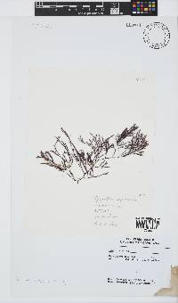 Spyridia cupressina image