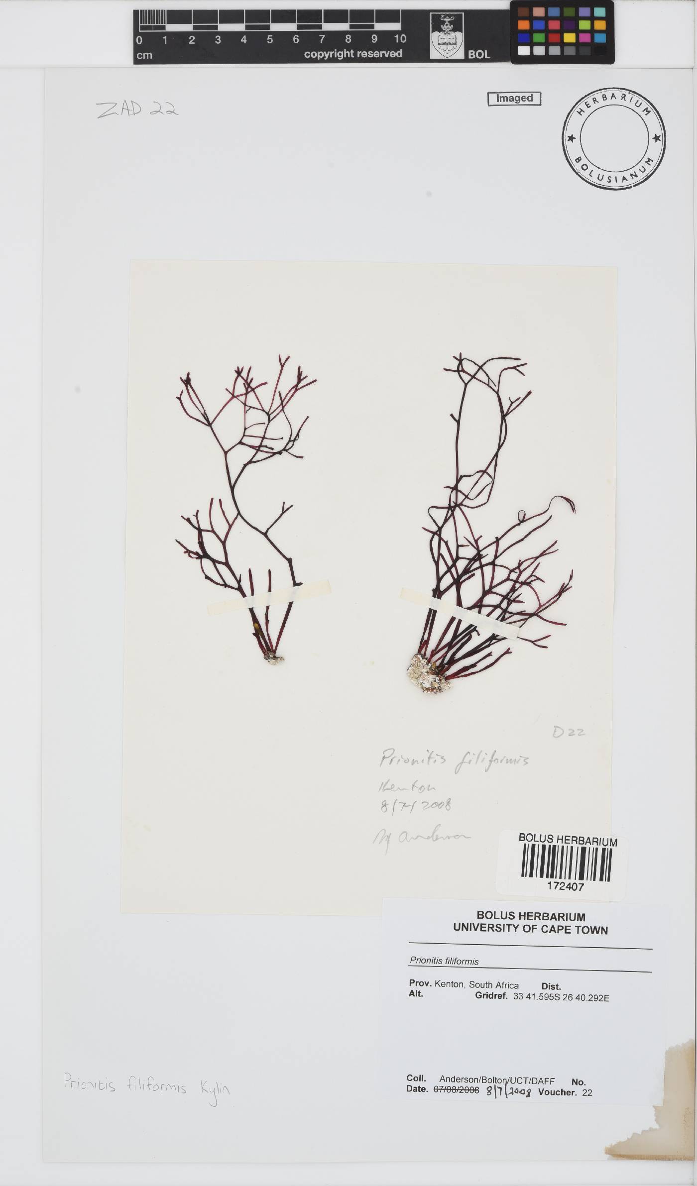 Prionitis filiformis image