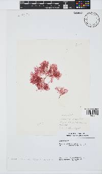 Plocamium maxillosum image