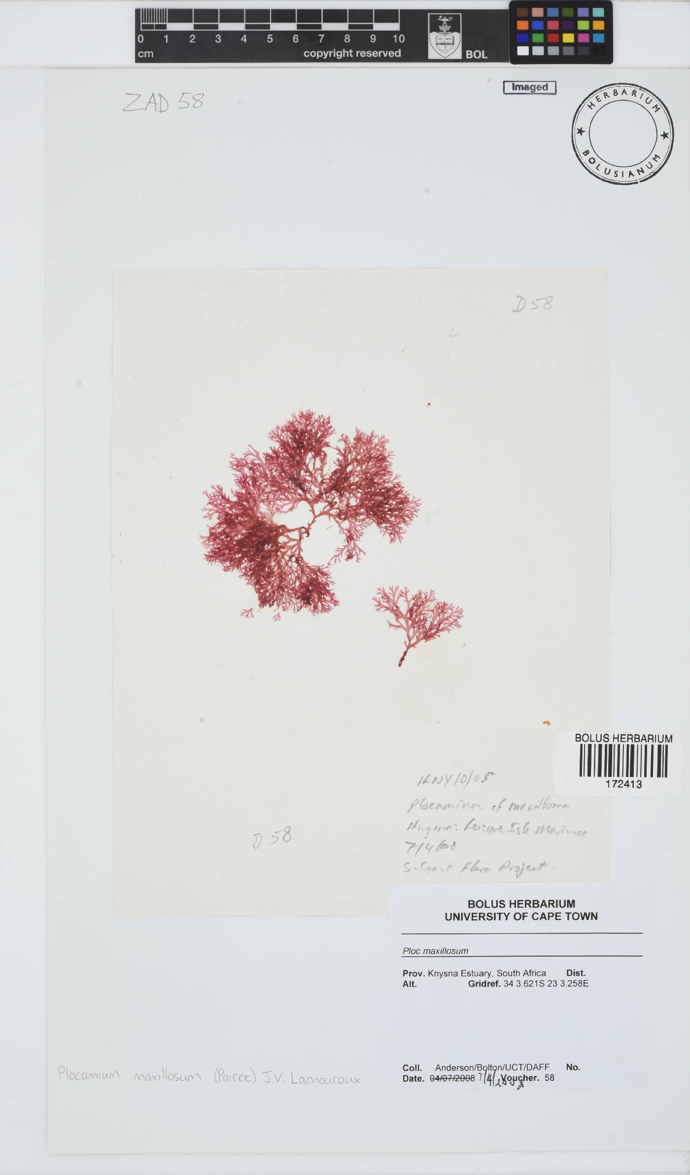 Plocamium maxillosum image