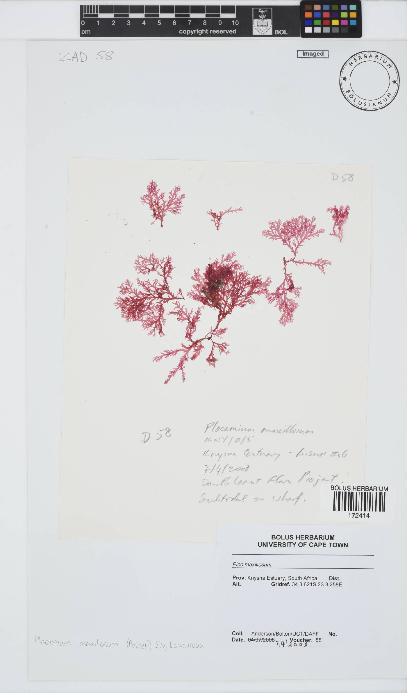 Plocamium maxillosum image