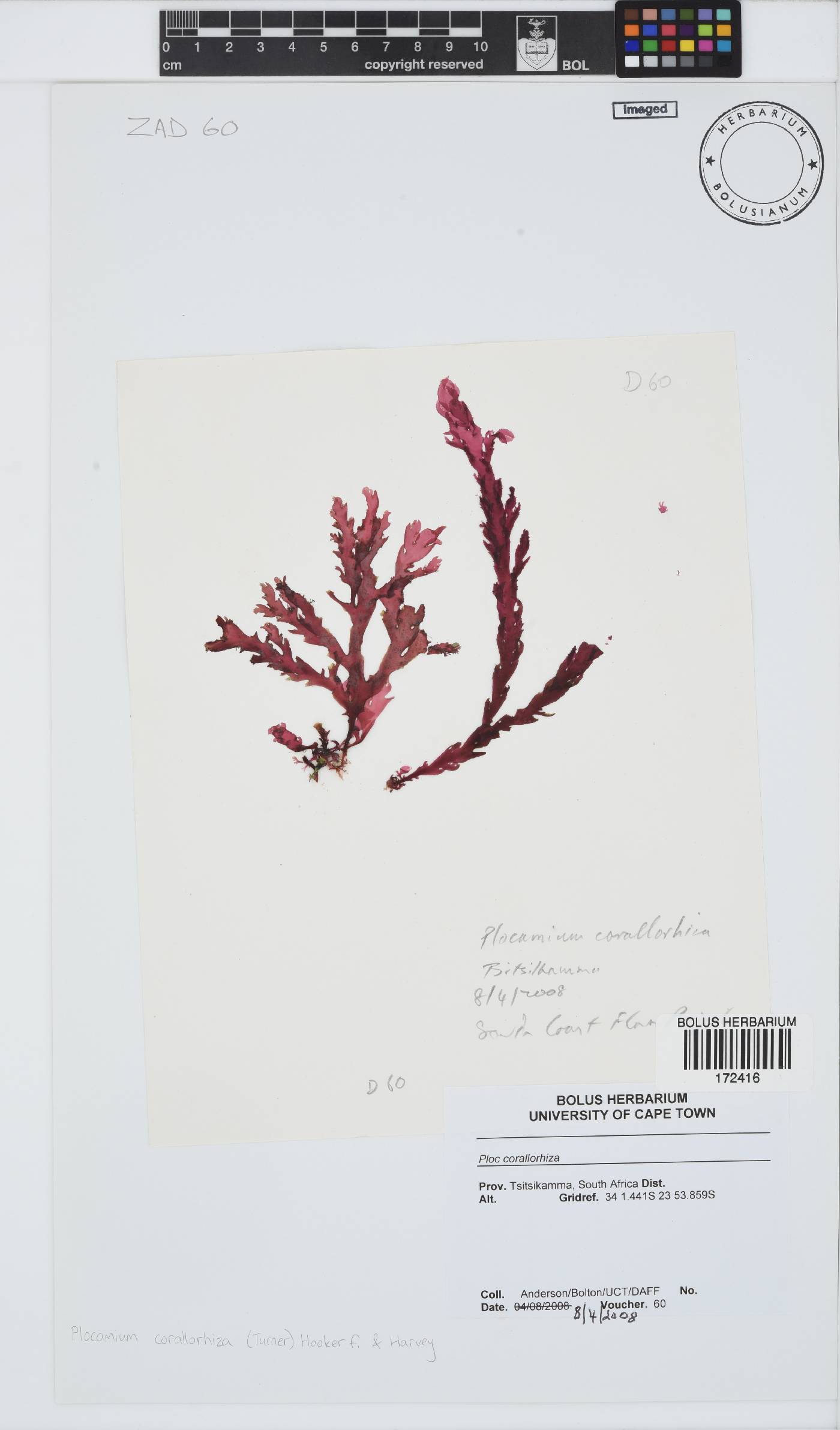 Plocamium corallorhiza image
