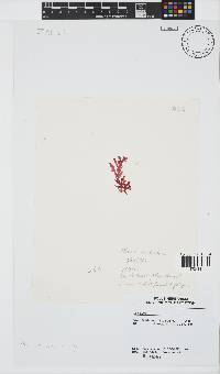 Plocamium suhrii image