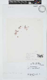 Plocamium beckeri image