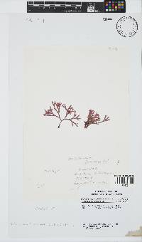 Dichotomaria hommersandii image