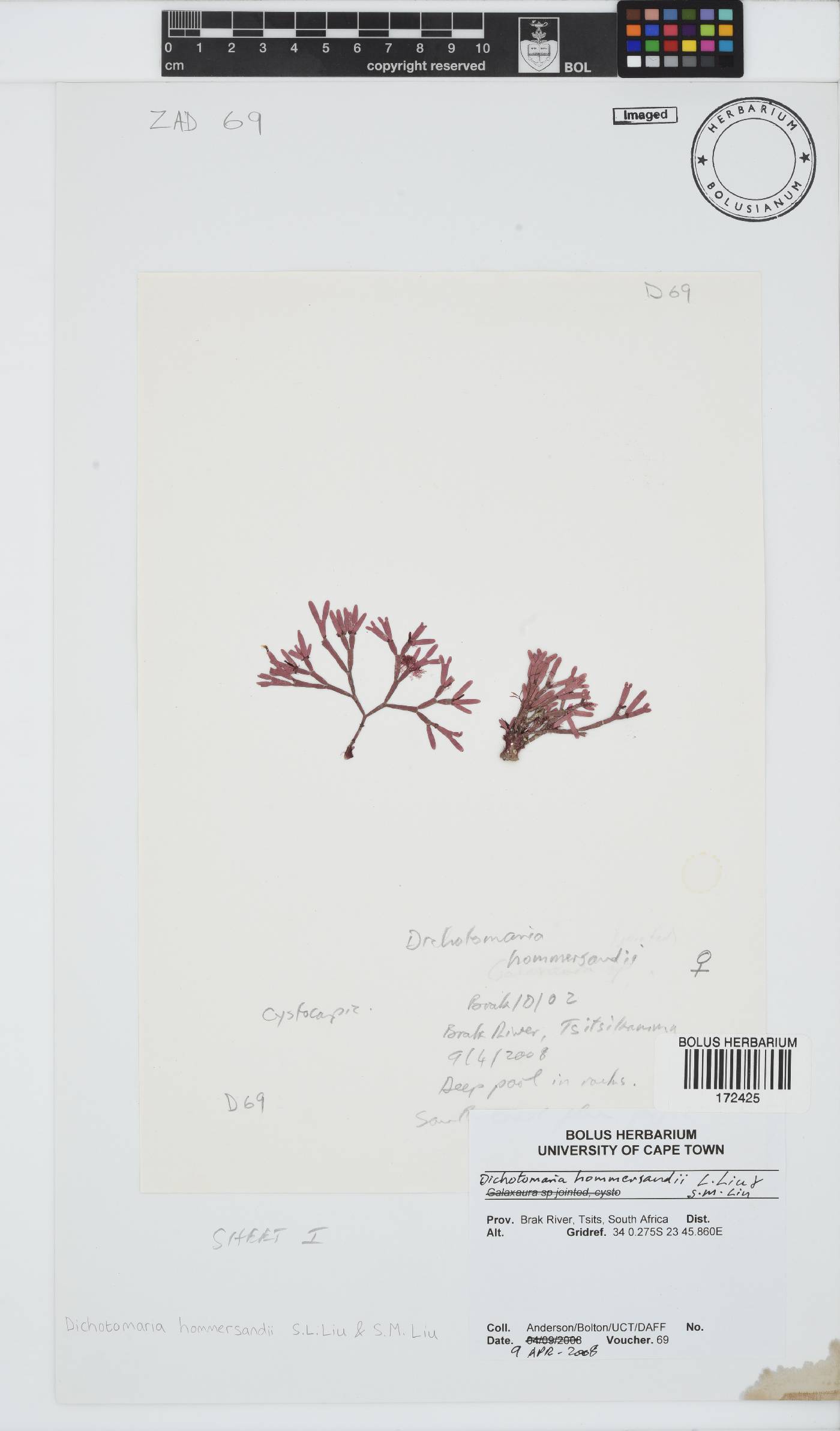 Dichotomaria hommersandii image