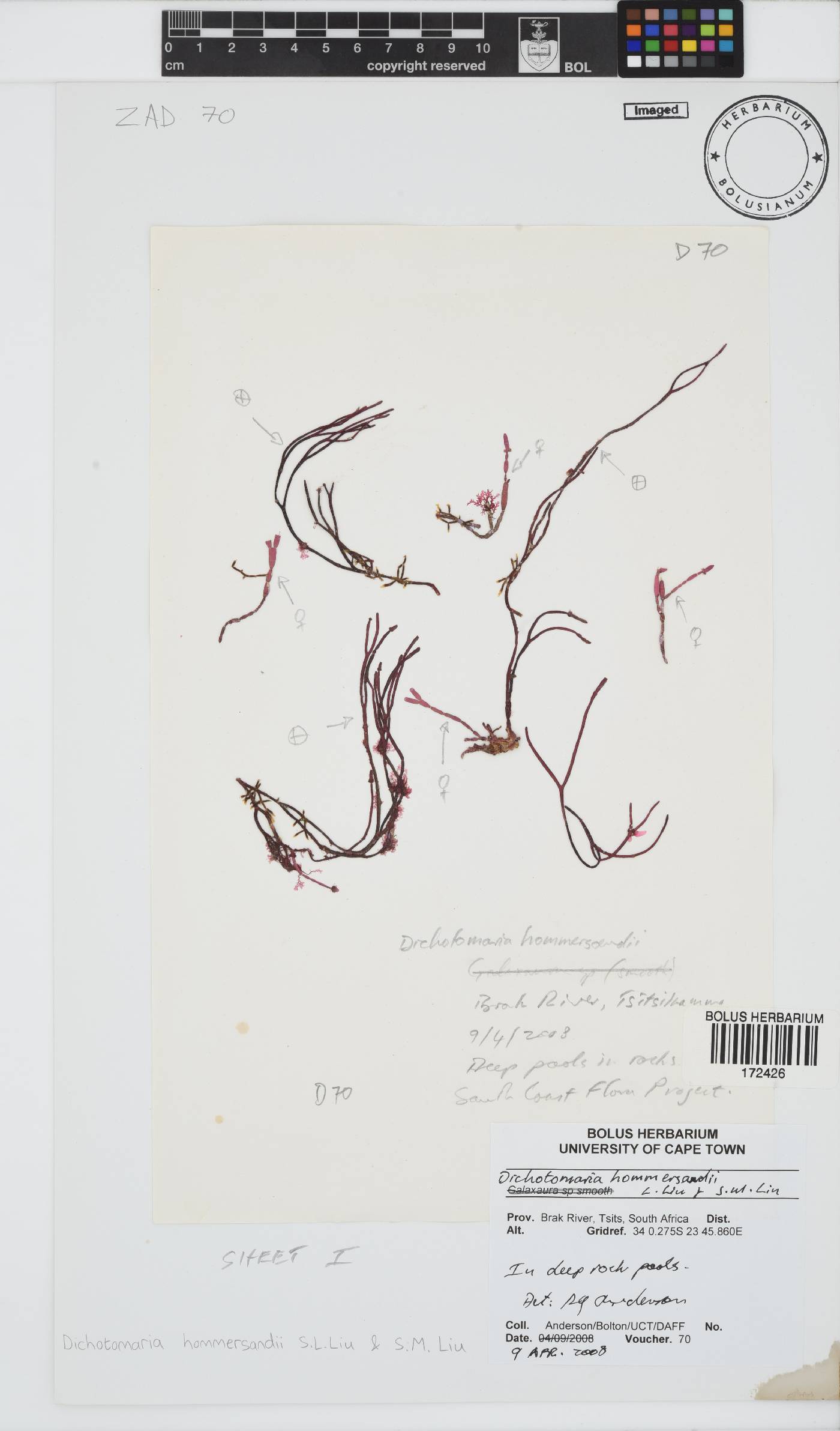 Dichotomaria hommersandii image