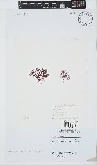 Rhodophyllis reptans image