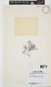 Amphiroa ephedraea image