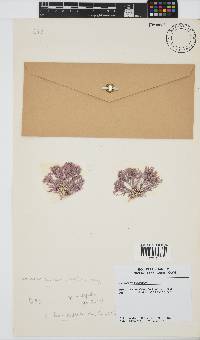 Jania cultrata image