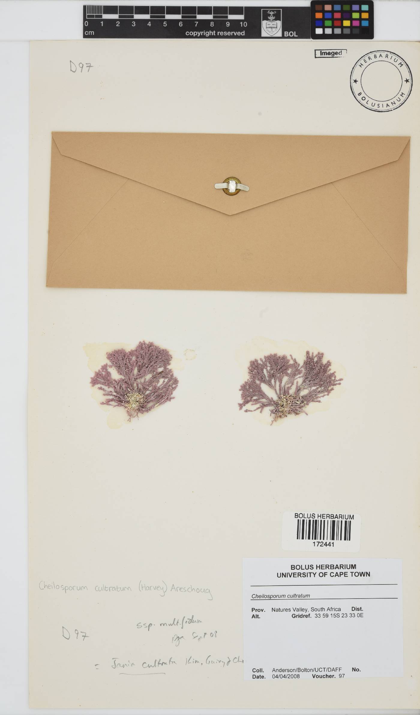 Jania cultrata image
