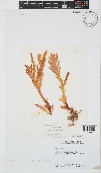 Plocamium corallorhiza image