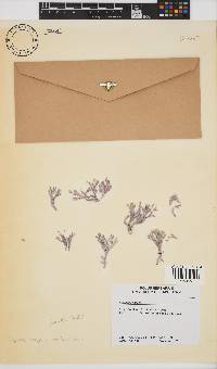 Amphiroa anceps image