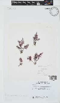 Gelidium capense image