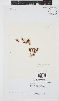 Plocamium cornutum image