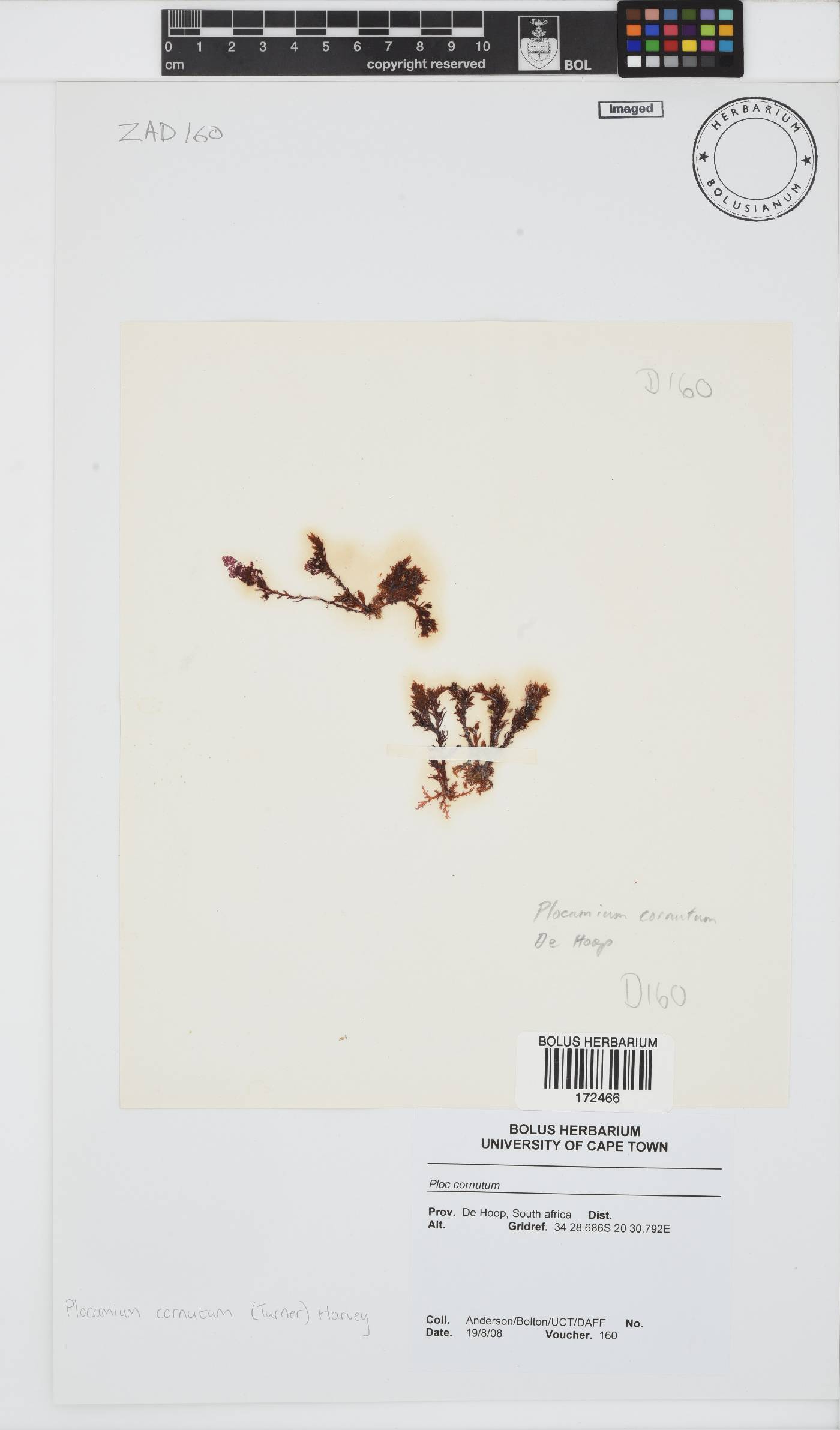 Plocamium cornutum image