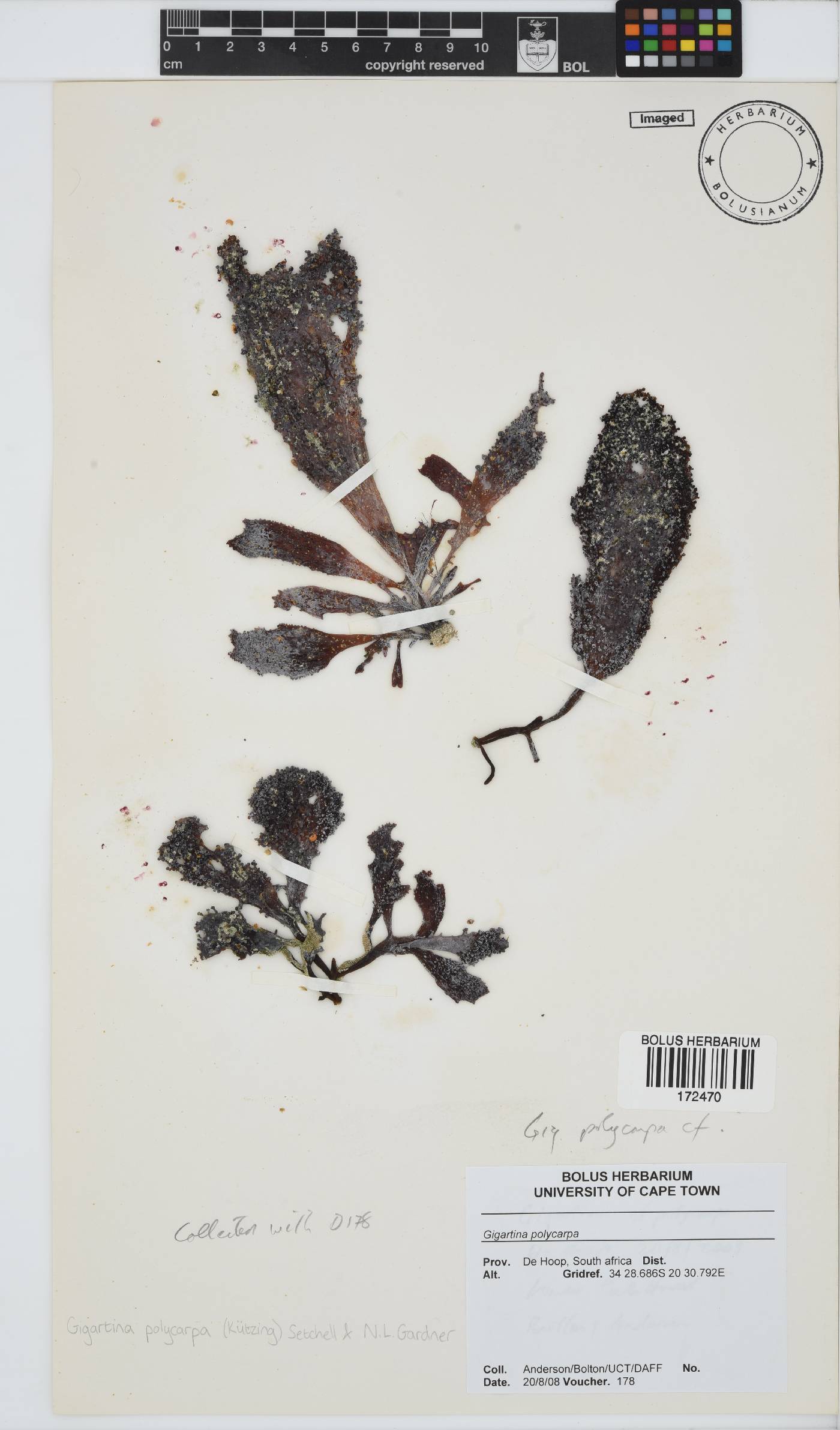 Gigartina polycarpa image