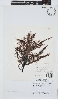 Phyllymenia capensis image