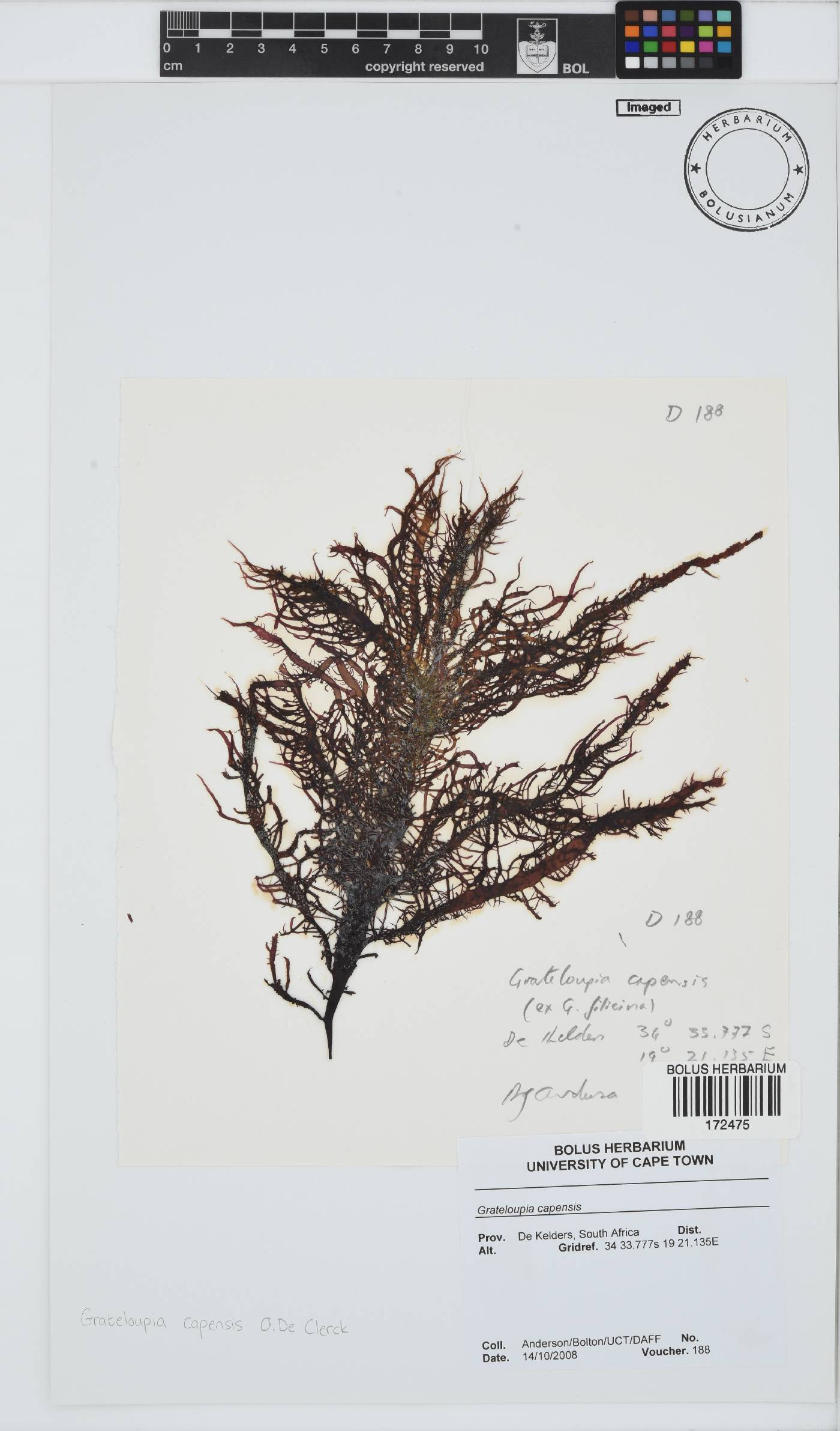 Phyllymenia image