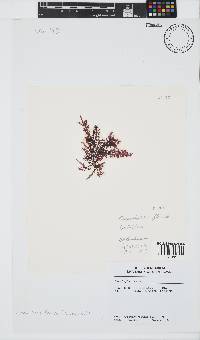 Carpoblepharis flaccida image