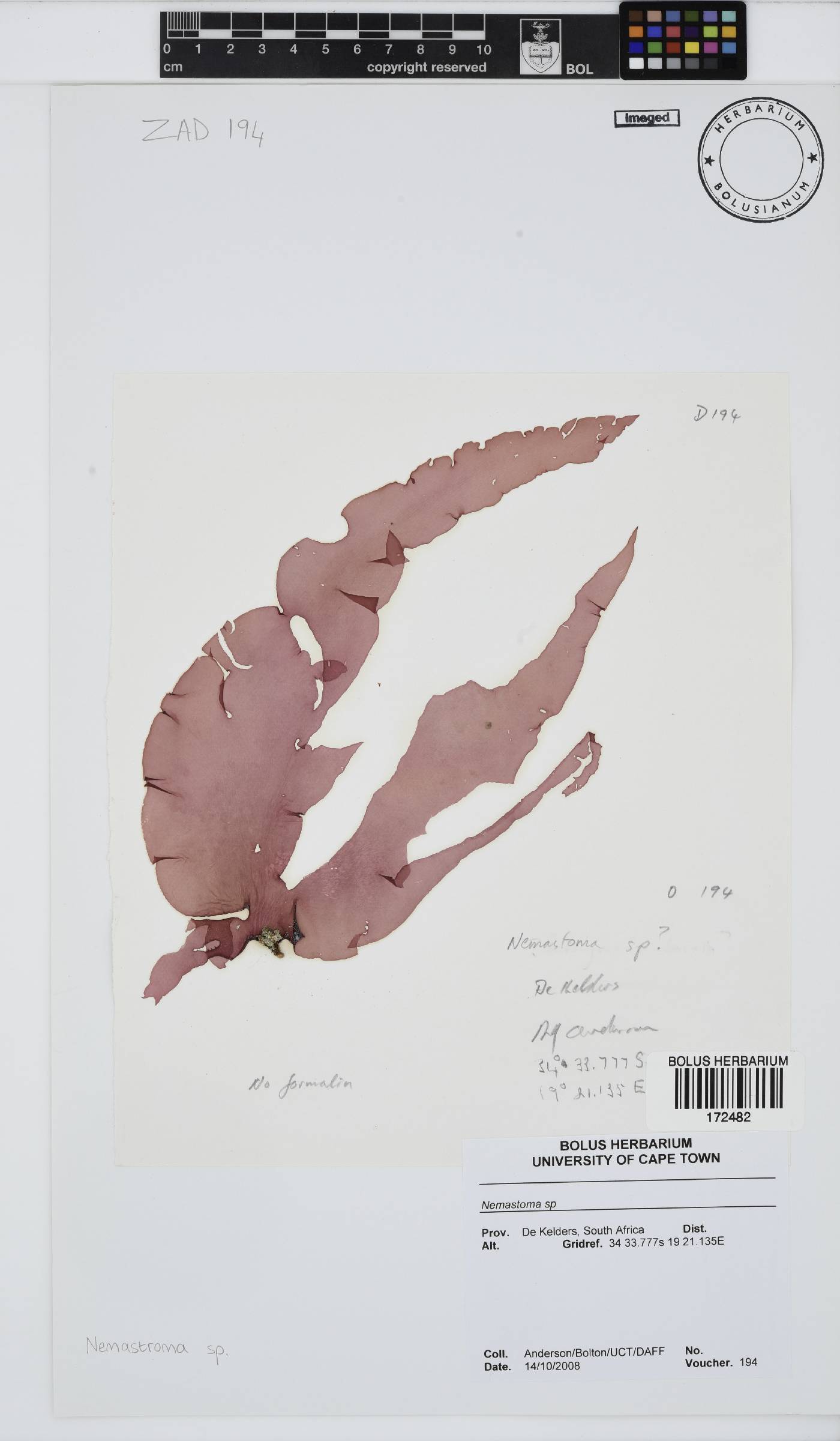 Nemastomataceae image